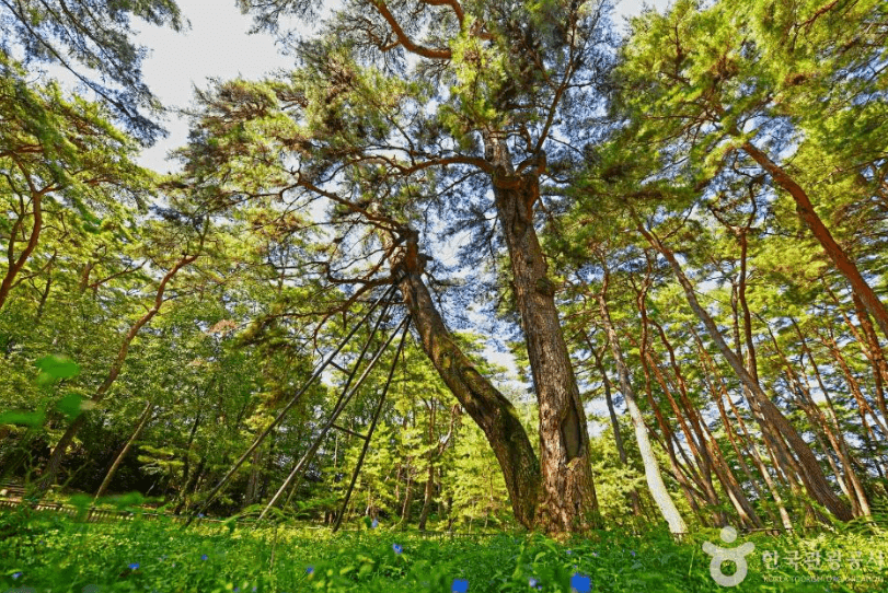 600-year-old Gwaneumsong pine tree in Cheongnyeongpo, a natural monument of Korea
